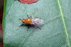 Dryomyza