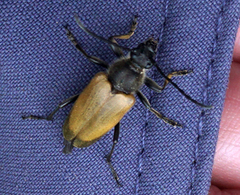 Trigonarthris