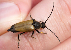 Trigonarthris