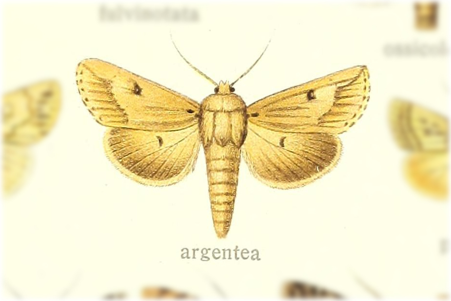 Ectochela argentea