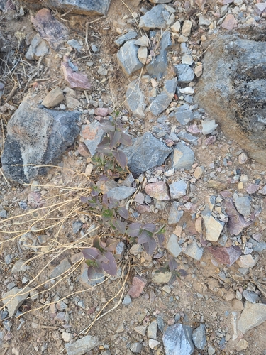 Image of Acourtia wrightii by no rights reserved
