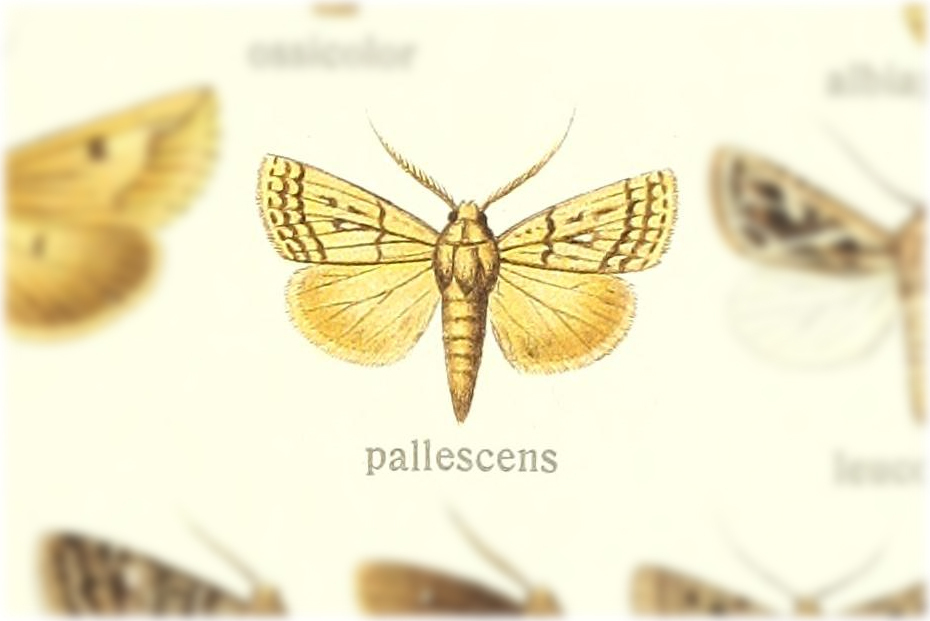 Ectochela pallescens