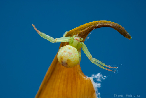 Misumenops pallidus