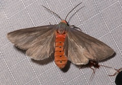 Pygarctia murina