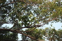 Anthreptes malacensis