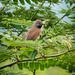 White-bellied Spinetail - Photo (c) Eden Fontes, some rights reserved (CC BY-NC), uploaded by Eden Fontes