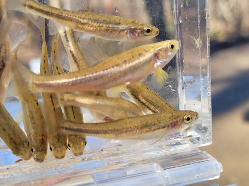 Tennessee-elritsje (Chrosomus tennesseensis) — Cyprinidae — 4