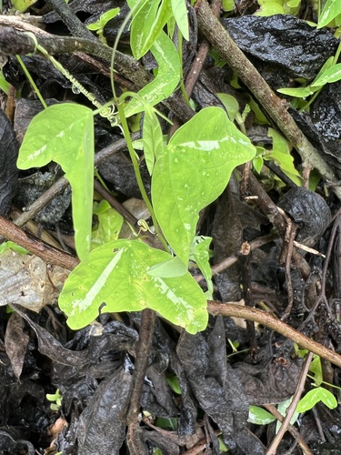 Passiflora colinvauxii, photograph 3