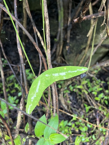 Passiflora colinvauxii, photograph 4