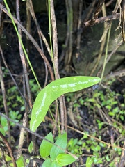 Passiflora colinvauxii, photograph (c) Emma Walker, some rights reserved (CC BY)