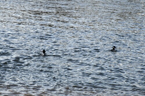 Bufflehead photographed in Delaware