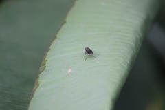 Adoxomyia heminopla