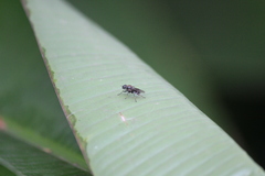 Adoxomyia heminopla