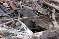 Antechinus mimetes
