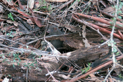 Antechinus mimetes