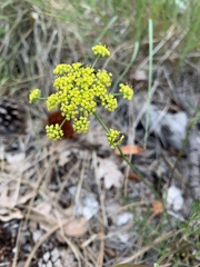 Pseudocymopterus