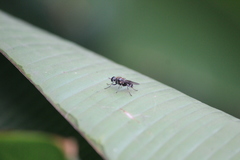 Adoxomyia heminopla