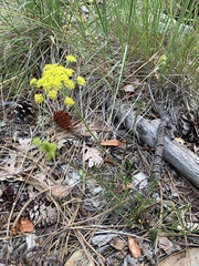 Pseudocymopterus