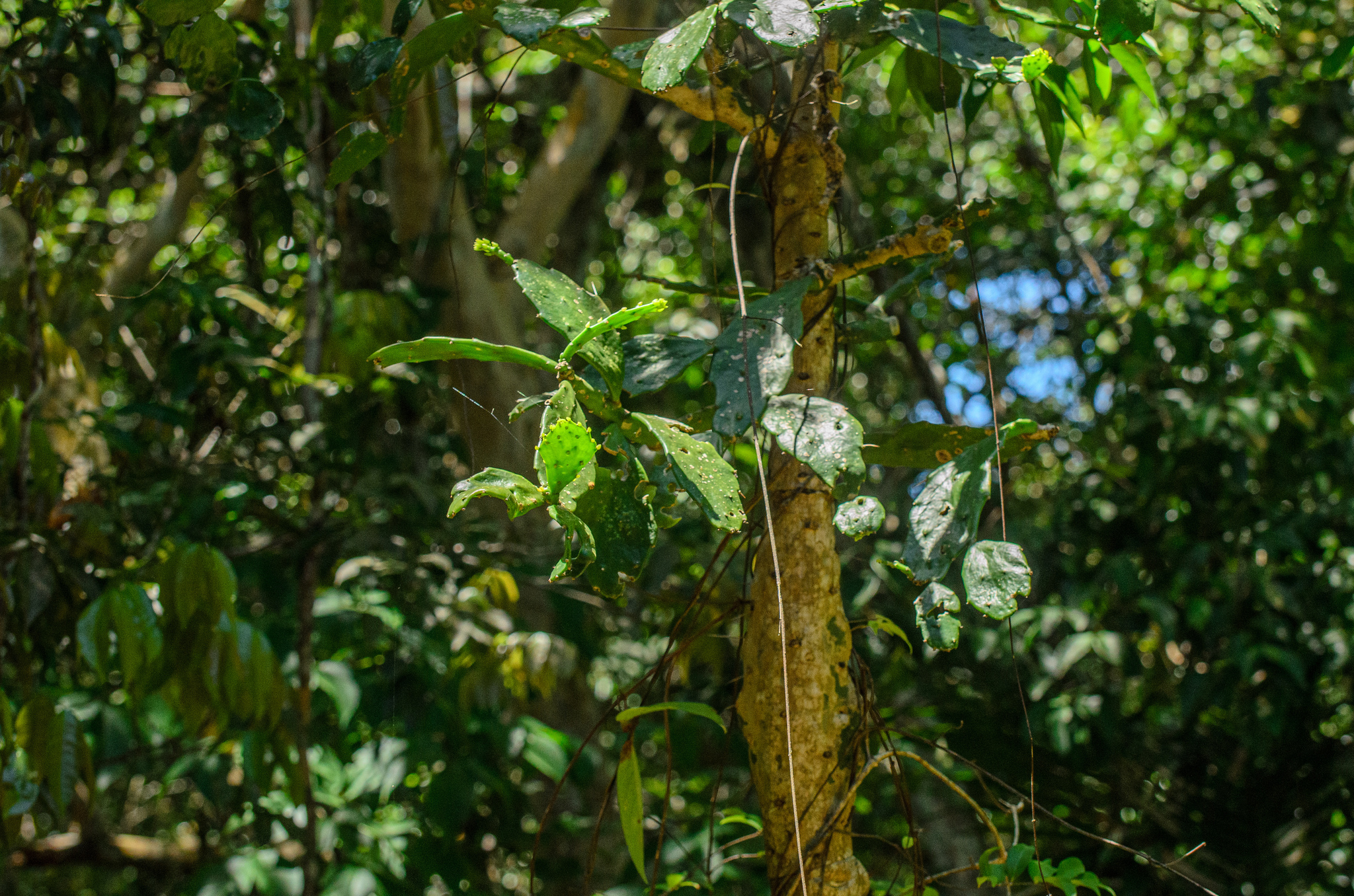Imagem de Palma-de-cristo