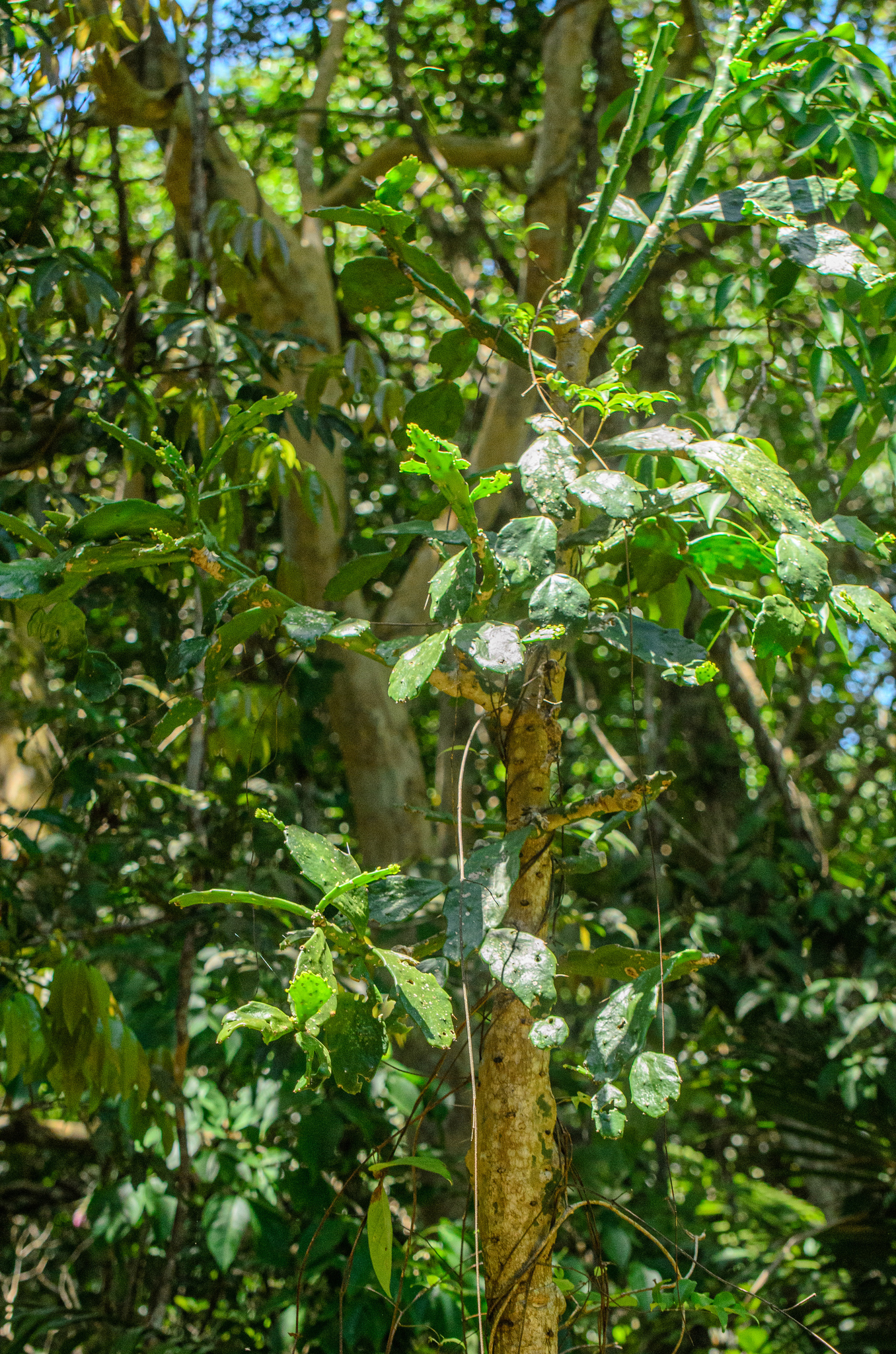 Imagem de Palma-de-cristo