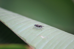 Adoxomyia heminopla