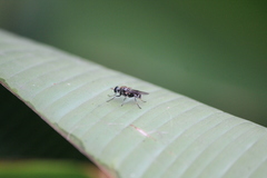 Adoxomyia heminopla