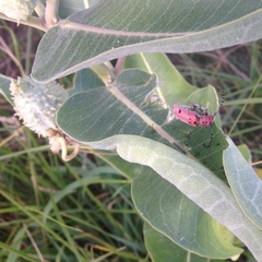 Tetraopes annulatus