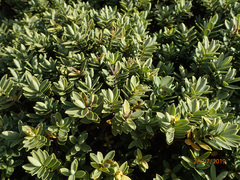 Veronica topiaria