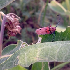Tetraopes annulatus
