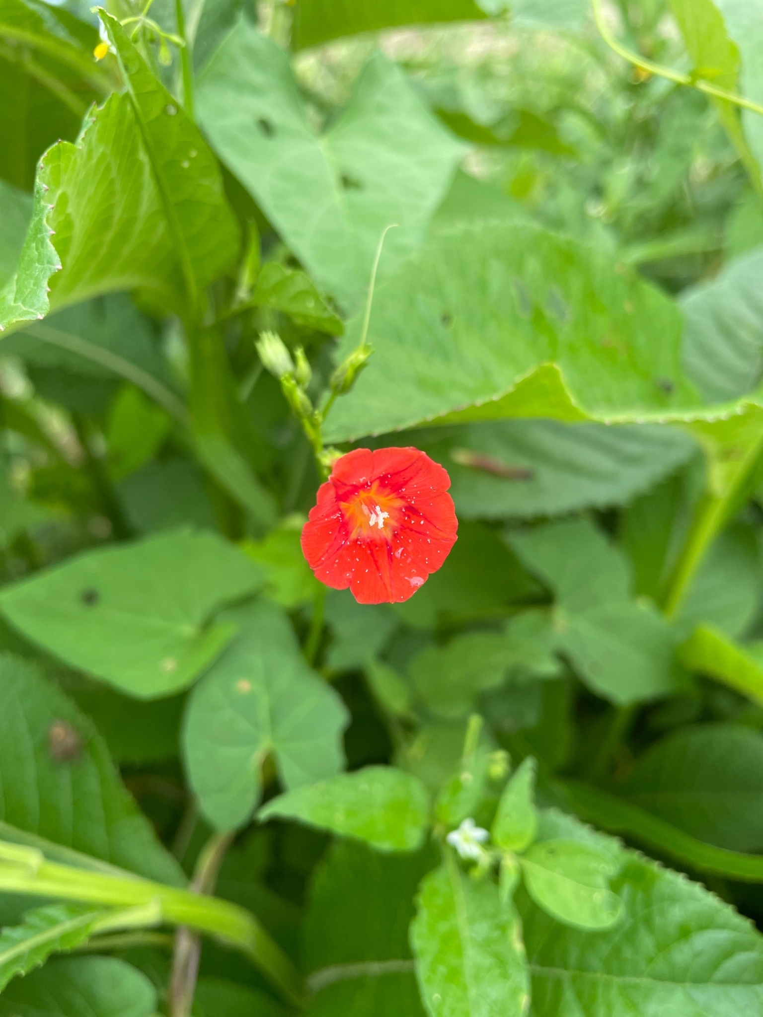 Ipomoea indivisa