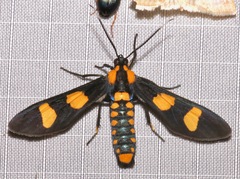 Phoenicoprocta hampsonii