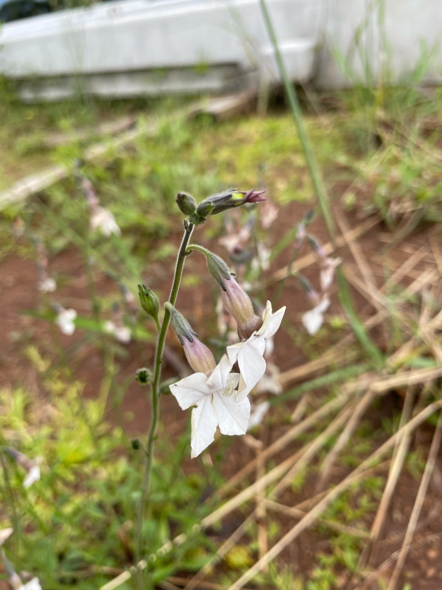 Nicotiana bonariensis
