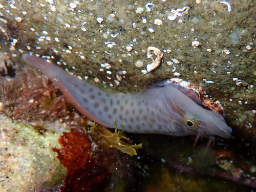 Shore Clingfish
