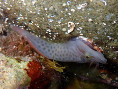 Shore Clingfish photo 5