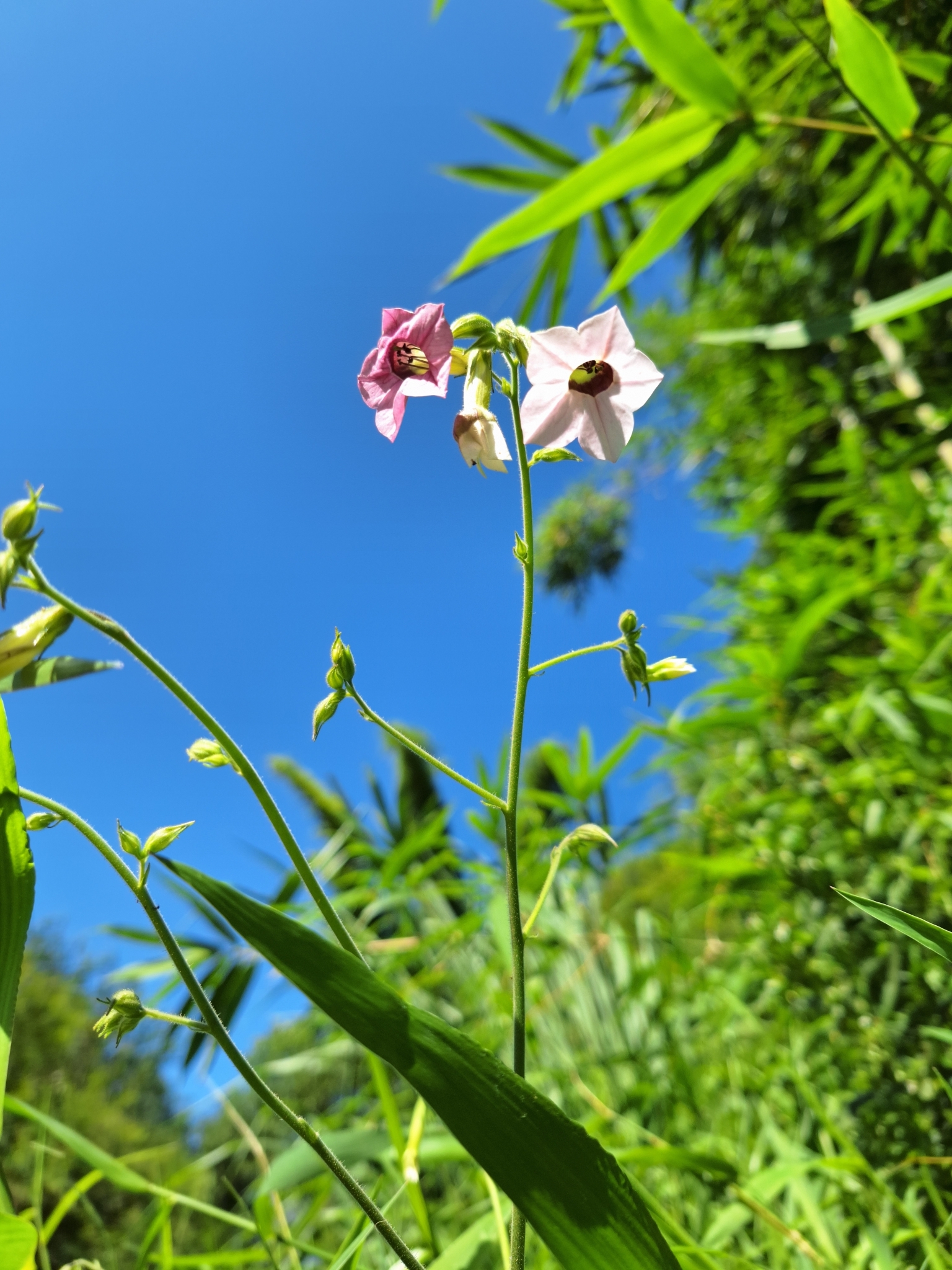 Nicotiana mutabilis