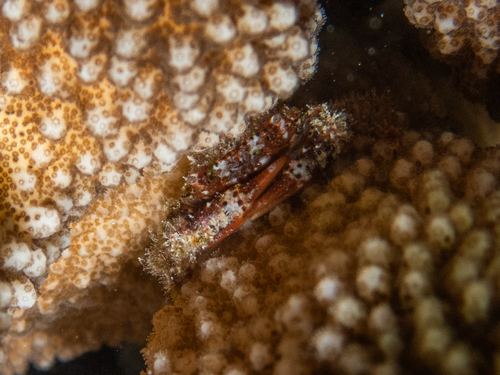 Domecia hispida observed 2025-02-16