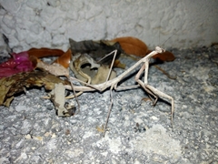 Phasmomantis sumichrasti