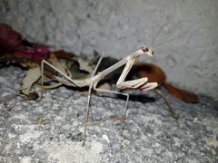 Phasmomantis sumichrasti