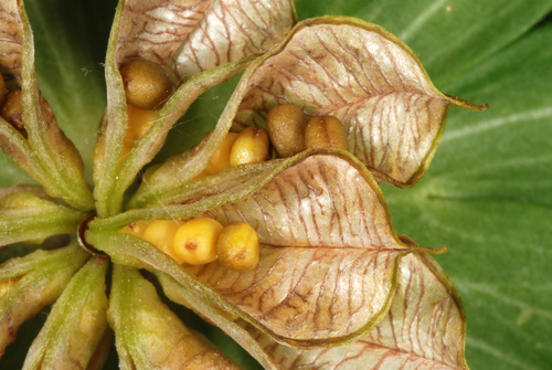 Eranthis hyemalis