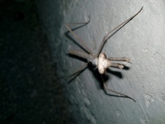 Phasmomantis sumichrasti