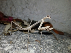 Phasmomantis sumichrasti