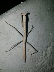 Phasmomantis sumichrasti