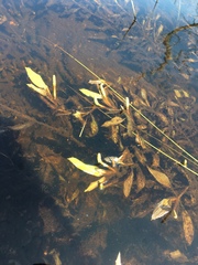 Potamogeton illinoensis