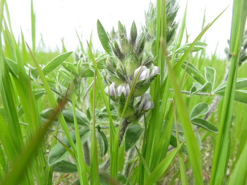 Image of Breadroot Scurf Pea (Pediomelum esculentum) by no rights reserved