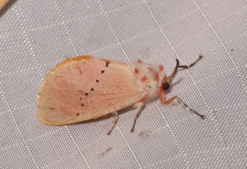 Trosia obsolescens photo 2