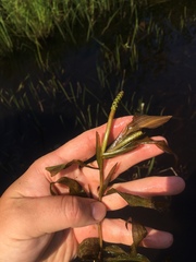 Potamogeton illinoensis
