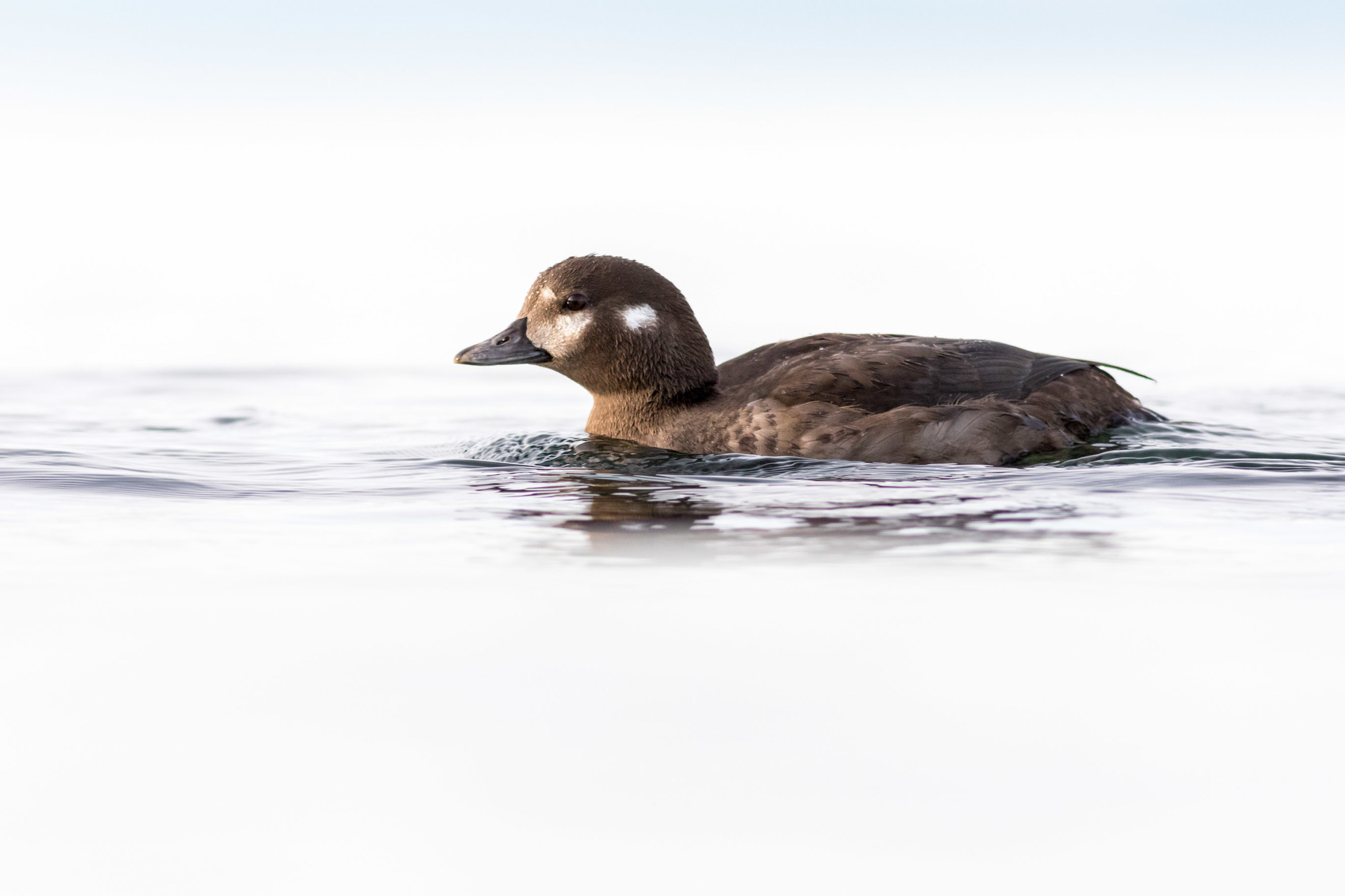Harlequin Duck