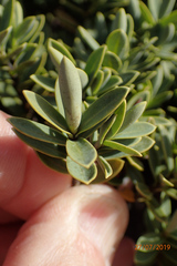 Veronica topiaria