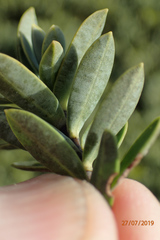 Veronica topiaria