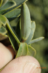 Veronica topiaria
